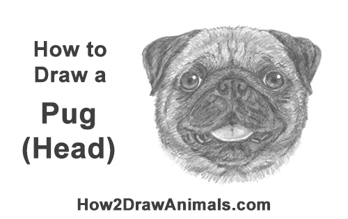 How to Draw Pug Puppy Dog Head Face Portrait