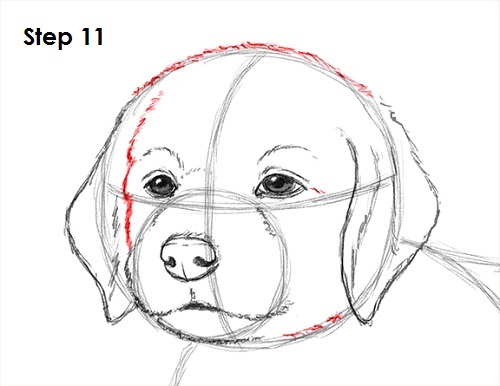 Draw Puppy Dog 11