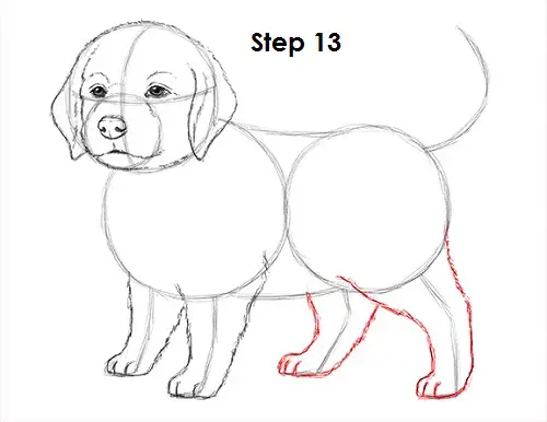 Draw Puppy Dog 13