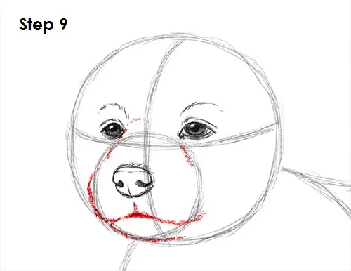 Draw Puppy Dog 9