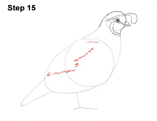 Draw California Quail 15