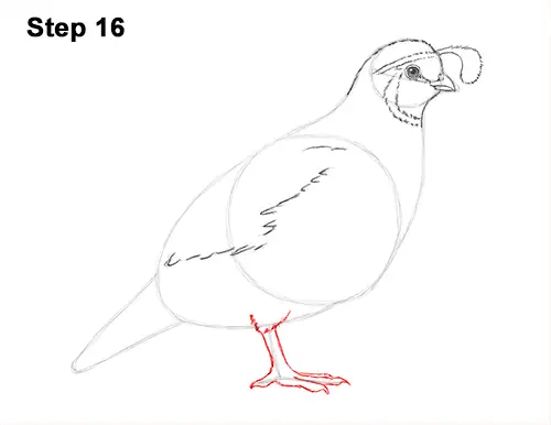 Draw California Quail 16