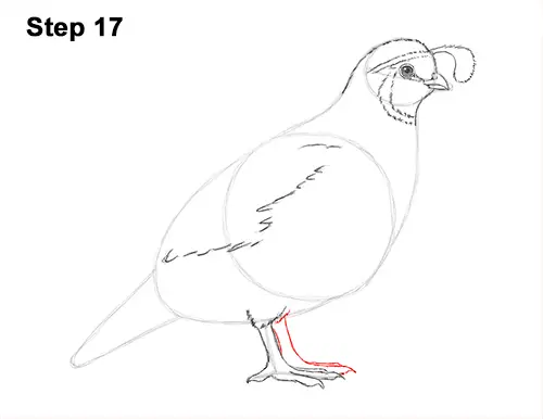 Draw California Quail 17