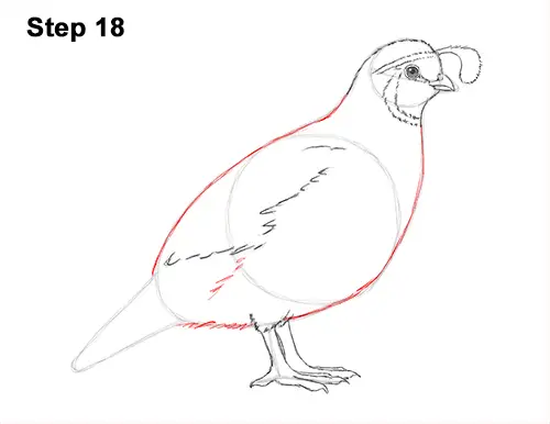 Draw California Quail 18