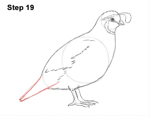 Draw California Quail 19. 