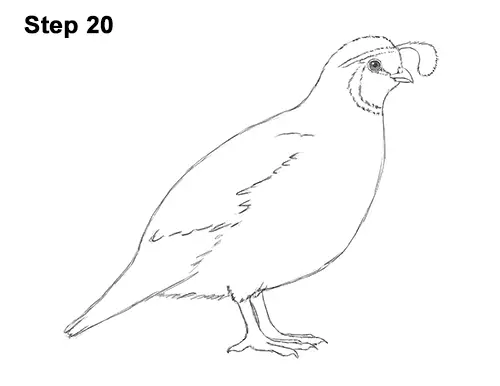 Draw California Quail 20