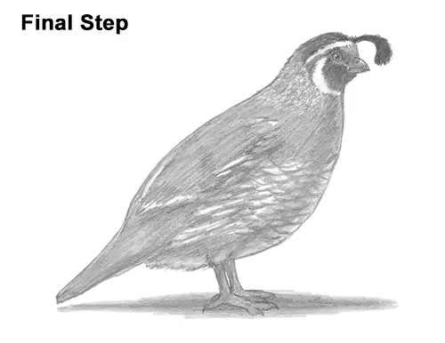 Draw California Quail