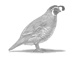 How to Draw a California Quail Bird