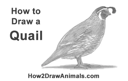 How to Draw a California Quail