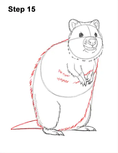 How to Draw a Smiling Quokka Short Tail Scrub Wallaby 15