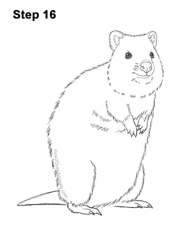 How to Draw a Smiling Quokka Short Tail Scrub Wallaby 16