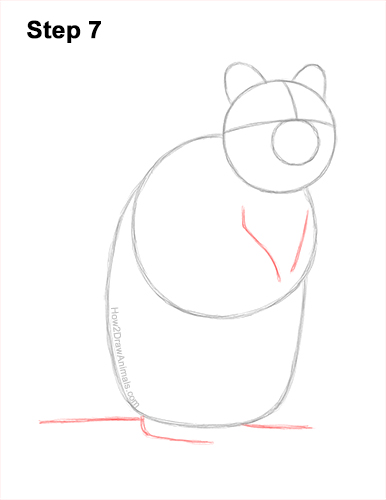 How to Draw a Smiling Quokka Short Tail Scrub Wallaby 7