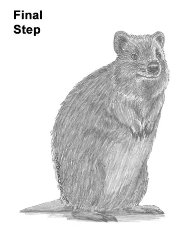 How to Draw a Smiling Quokka Short Tail Scrub Wallaby