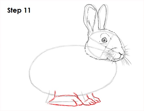 Draw Rabbit 11
