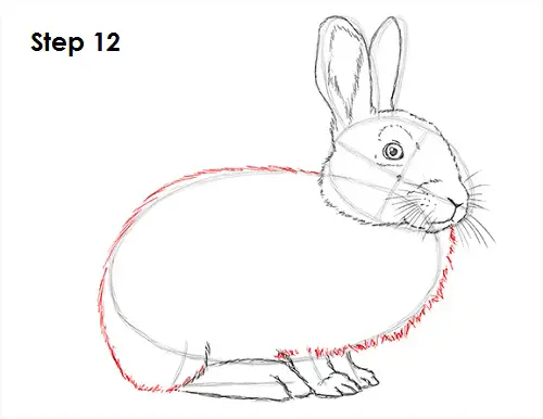 Draw Rabbit 12