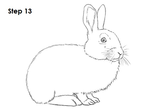 Draw Rabbit 13