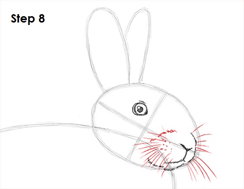 Draw Rabbit 8