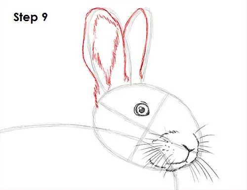 Draw Rabbit 9