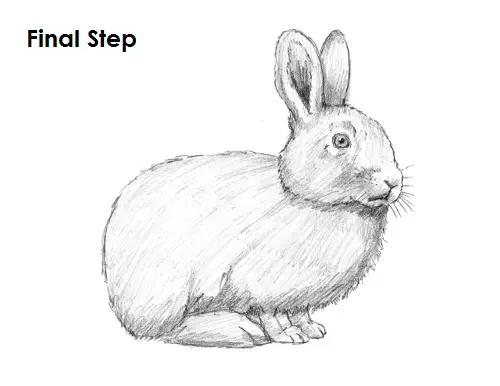Draw Rabbit Last