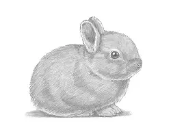 How To Draw A Rabbit Baby Video Step By Step Pictures