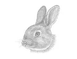 How to Draw a Bunny Rabbit Head Detail Portrait Face