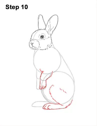 How to Draw a Cute Bunny Rabbit Standing Up 10