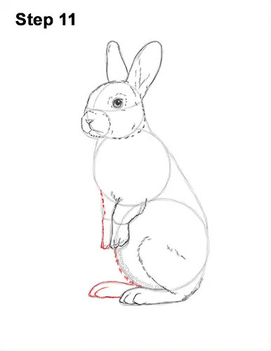 How to Draw a Cute Bunny Rabbit Standing Up 11