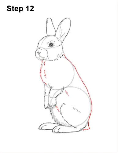 How to Draw a Cute Bunny Rabbit Standing Up 12