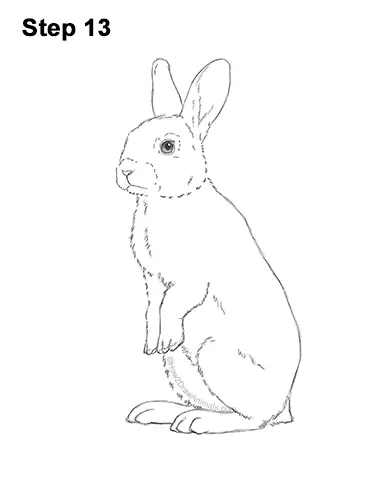How to Draw a Cute Bunny Rabbit Standing Up 13