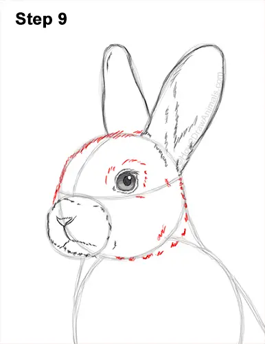 How to Draw a Cute Bunny Rabbit Standing Up 9