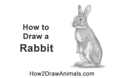How to Draw a Cute Bunny Rabbit Standing Up