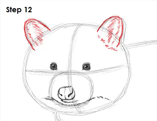 Draw Raccoon 12