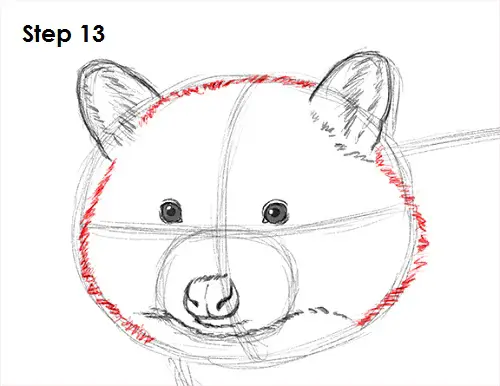 Draw Raccoon 13