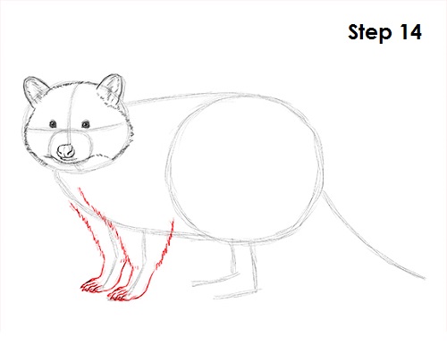 Draw Raccoon 14