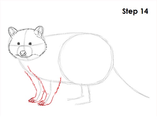 How to Draw a Raccoon