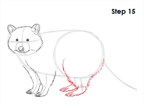 Draw Raccoon 15