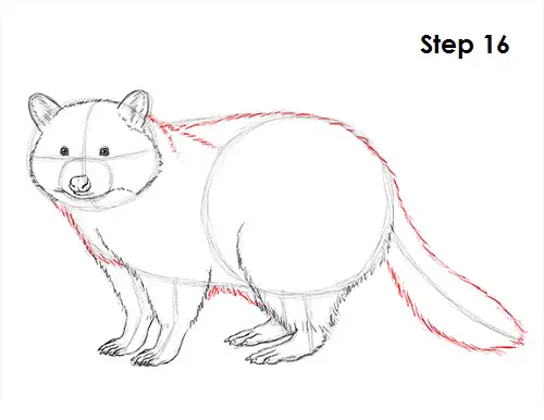 Draw Raccoon 16