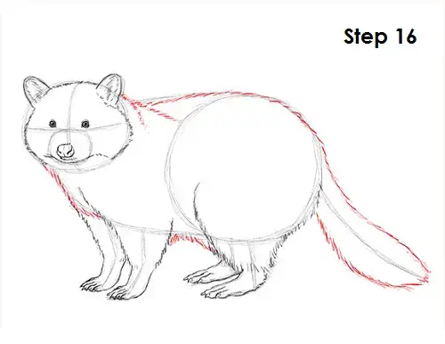 draw-raccoon-16.jpg