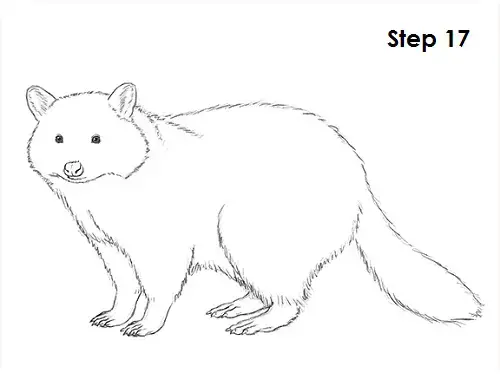draw-raccoon-17.jpg