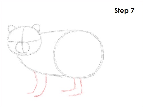 Draw Raccoon 7