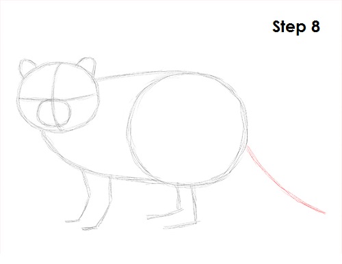 Draw Raccoon 8