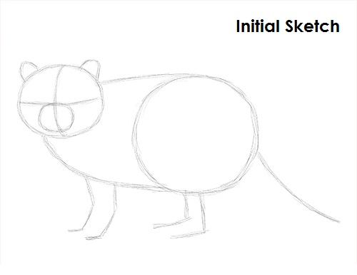 Draw Raccoon Sketch