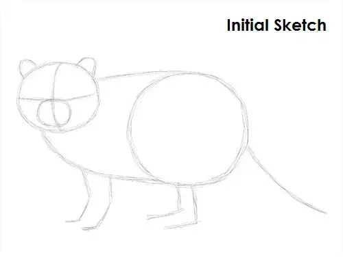 draw-raccoon-initial-sketch.jpg