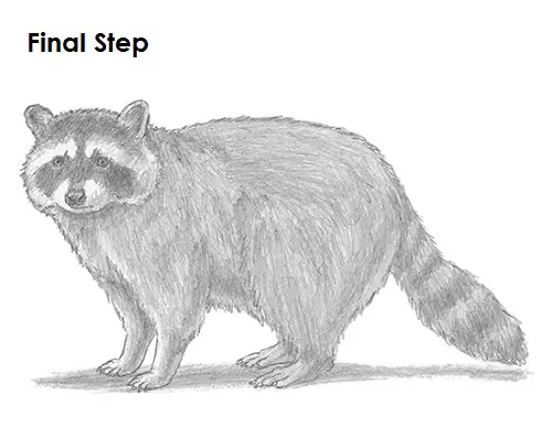 Draw Raccoon Last