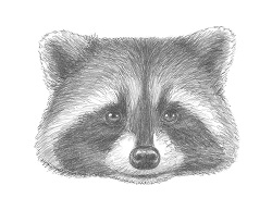 Featured image of post Cartoon Raccoon Face Drawing / Cute cartoon raccon face icon.