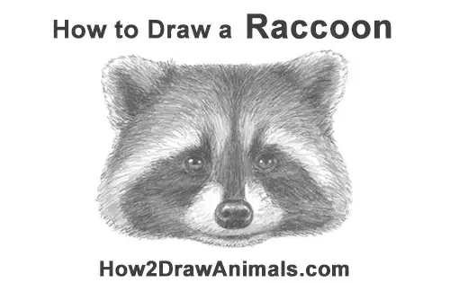 How to Draw a Raccoon (Head Detail) VIDEO & Step-by-Step Pictures