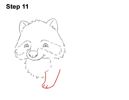 How to Draw Cute Cartoon Raccoon 11
