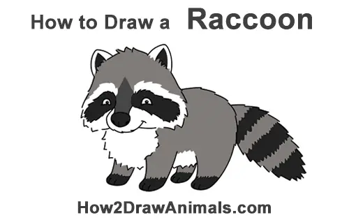 How to Draw Cute Cartoon Raccoon