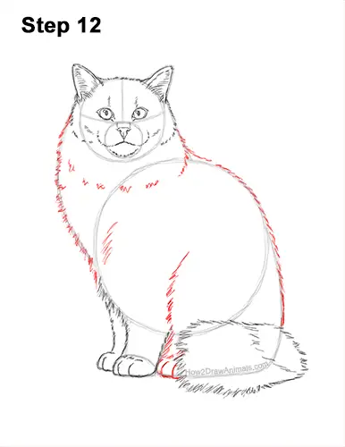 How to Draw a Ragdoll Cat Sitting 12