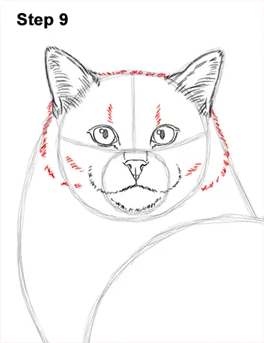 How to Draw a Ragdoll Cat Sitting 9